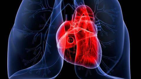 heart